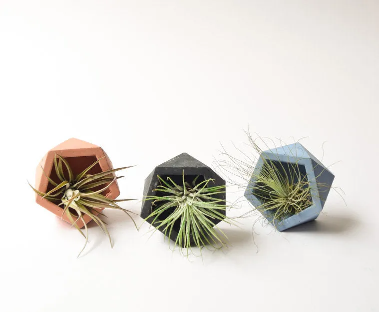 Air Plant Holder - Mini Planter - Concrete - Geometric Candle - Cement - Modern - Minimalist - Wedding Favor - Shower Favor - Decor
