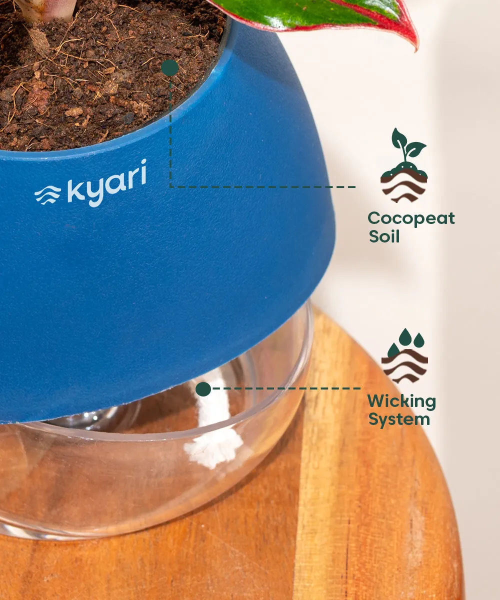 Chamaedorea Palm Plant With Nova Self Watering Pot