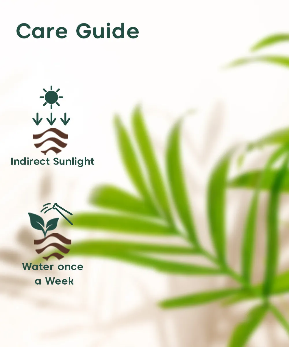 Chamaedorea Palm Plant With Nova Self Watering Pot