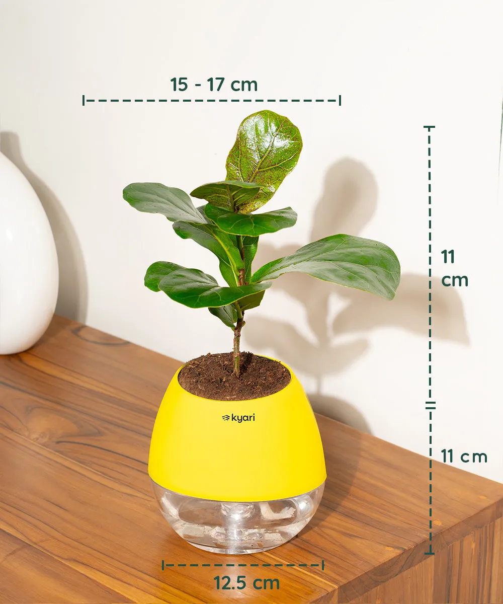 Chamaedorea Palm Plant With Nova Self Watering Pot