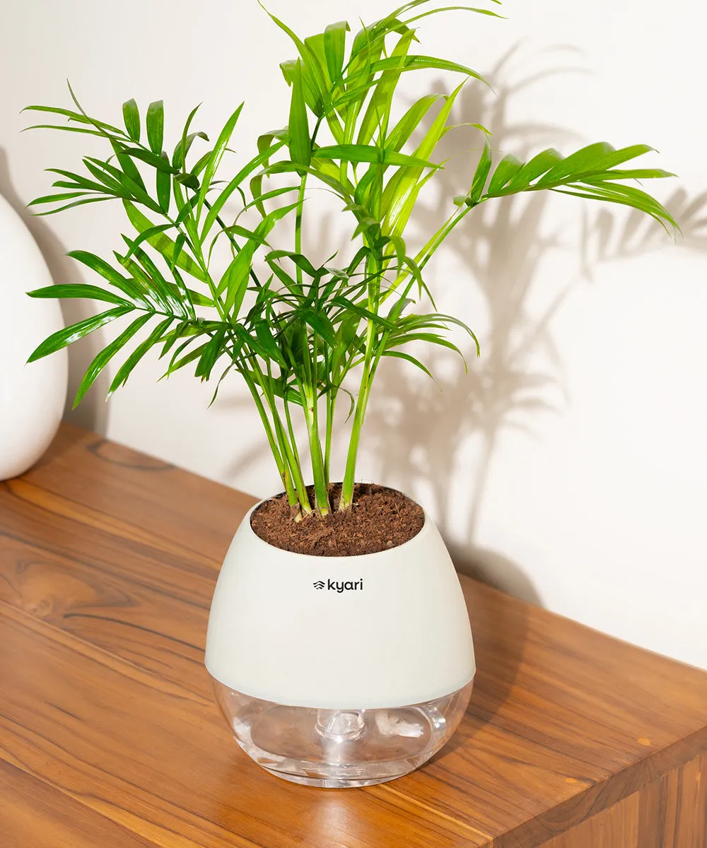 Chamaedorea Palm Plant With Nova Self Watering Pot