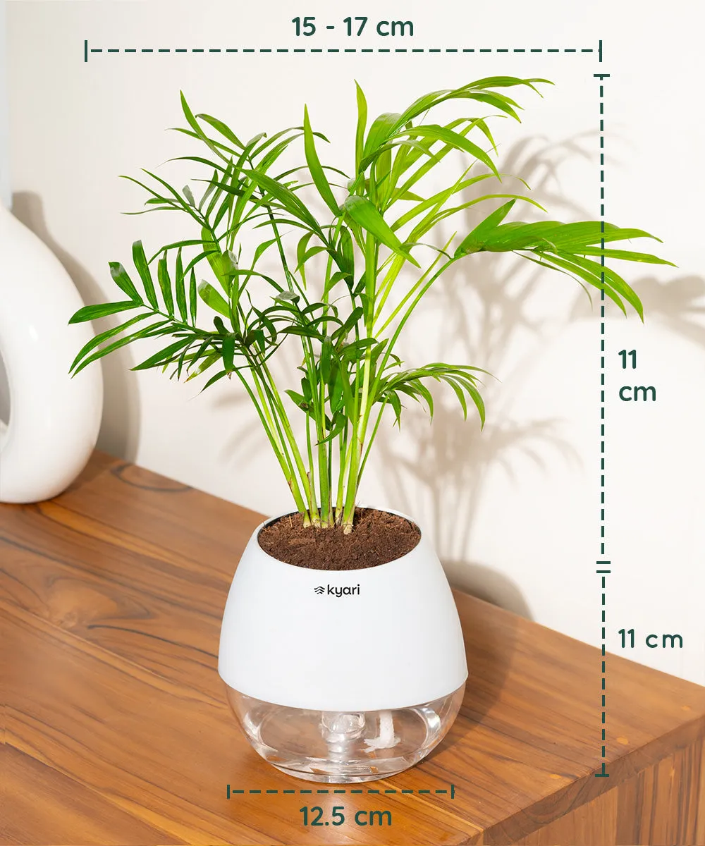 Chamaedorea Palm Plant With Nova Self Watering Pot