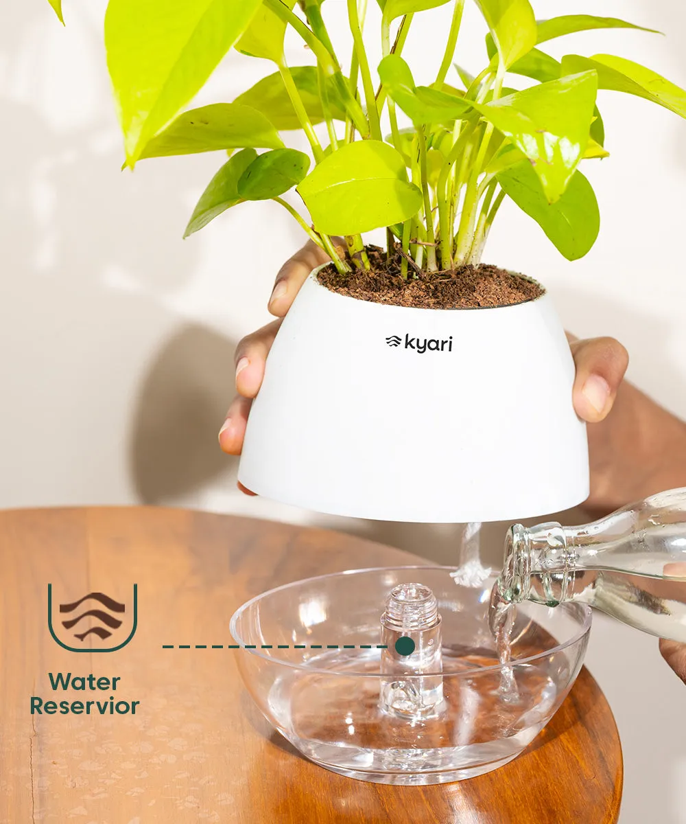 Chamaedorea Palm Plant With Nova Self Watering Pot
