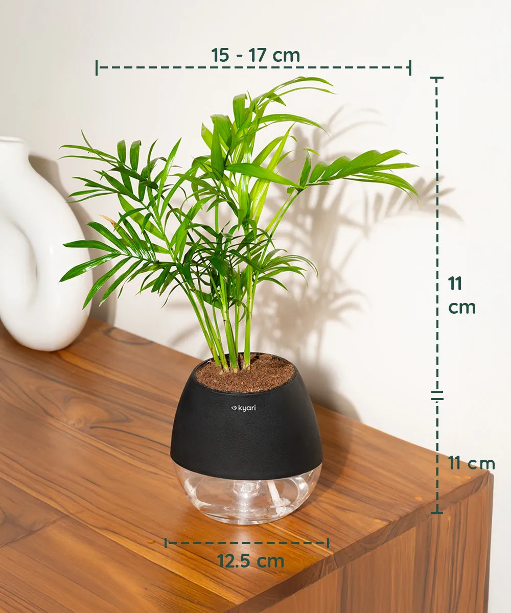 Chamaedorea Palm Plant With Nova Self Watering Pot