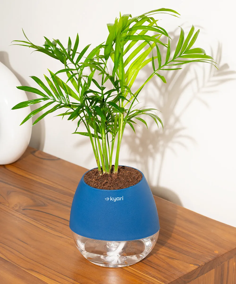 Chamaedorea Palm Plant With Nova Self Watering Pot