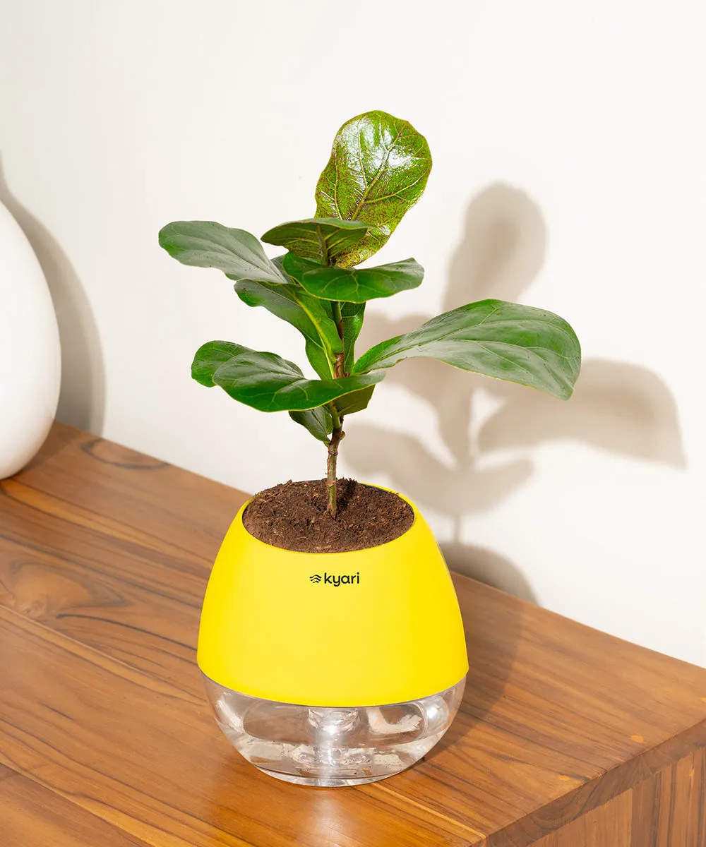 Chamaedorea Palm Plant With Nova Self Watering Pot