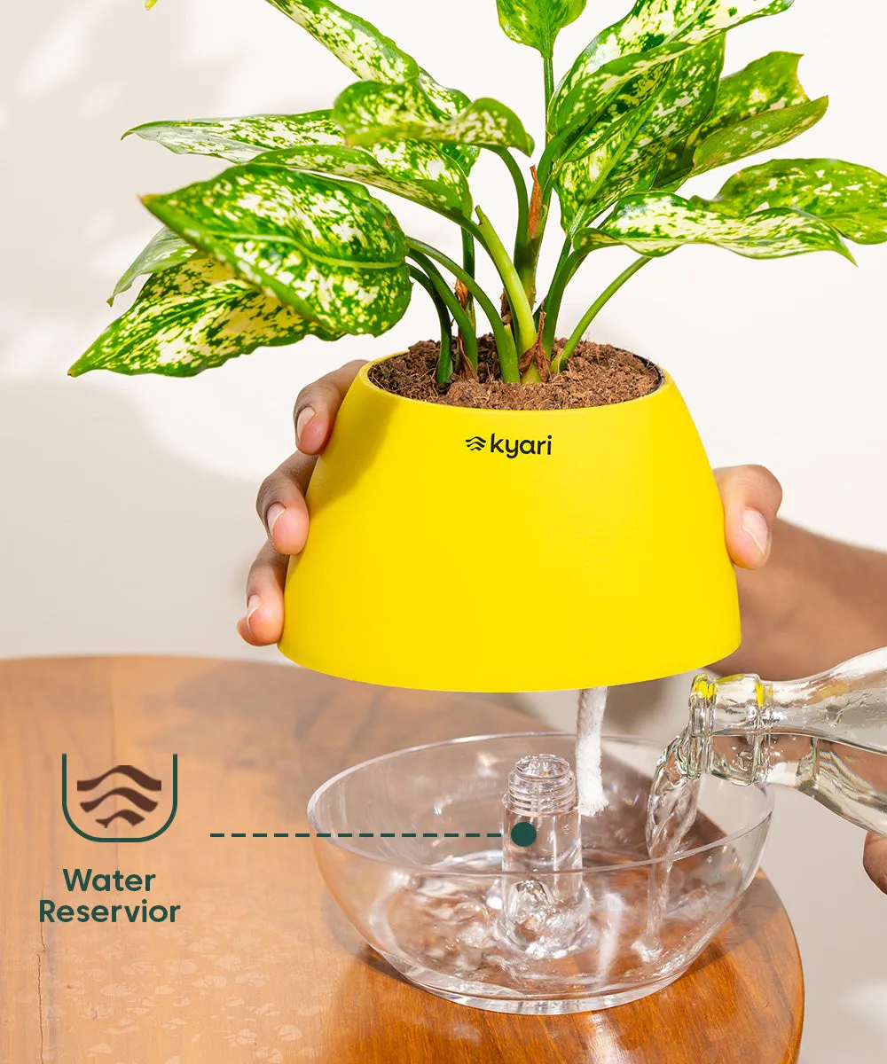 Chamaedorea Palm Plant With Nova Self Watering Pot