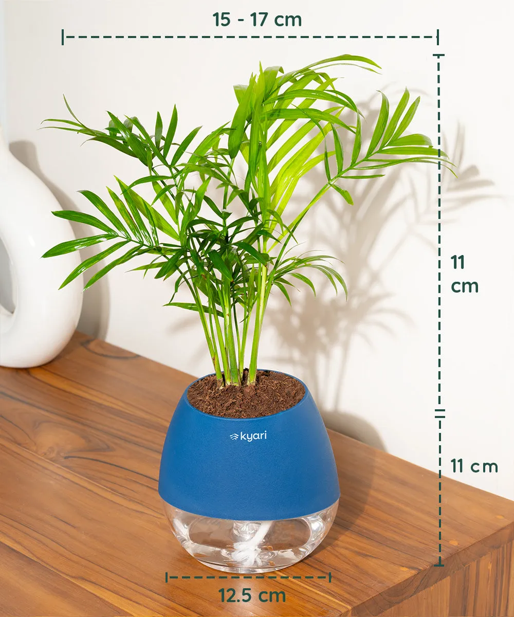 Chamaedorea Palm Plant With Nova Self Watering Pot