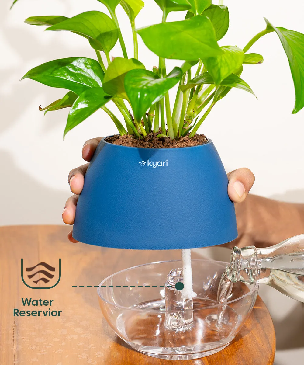 Chamaedorea Palm Plant With Nova Self Watering Pot