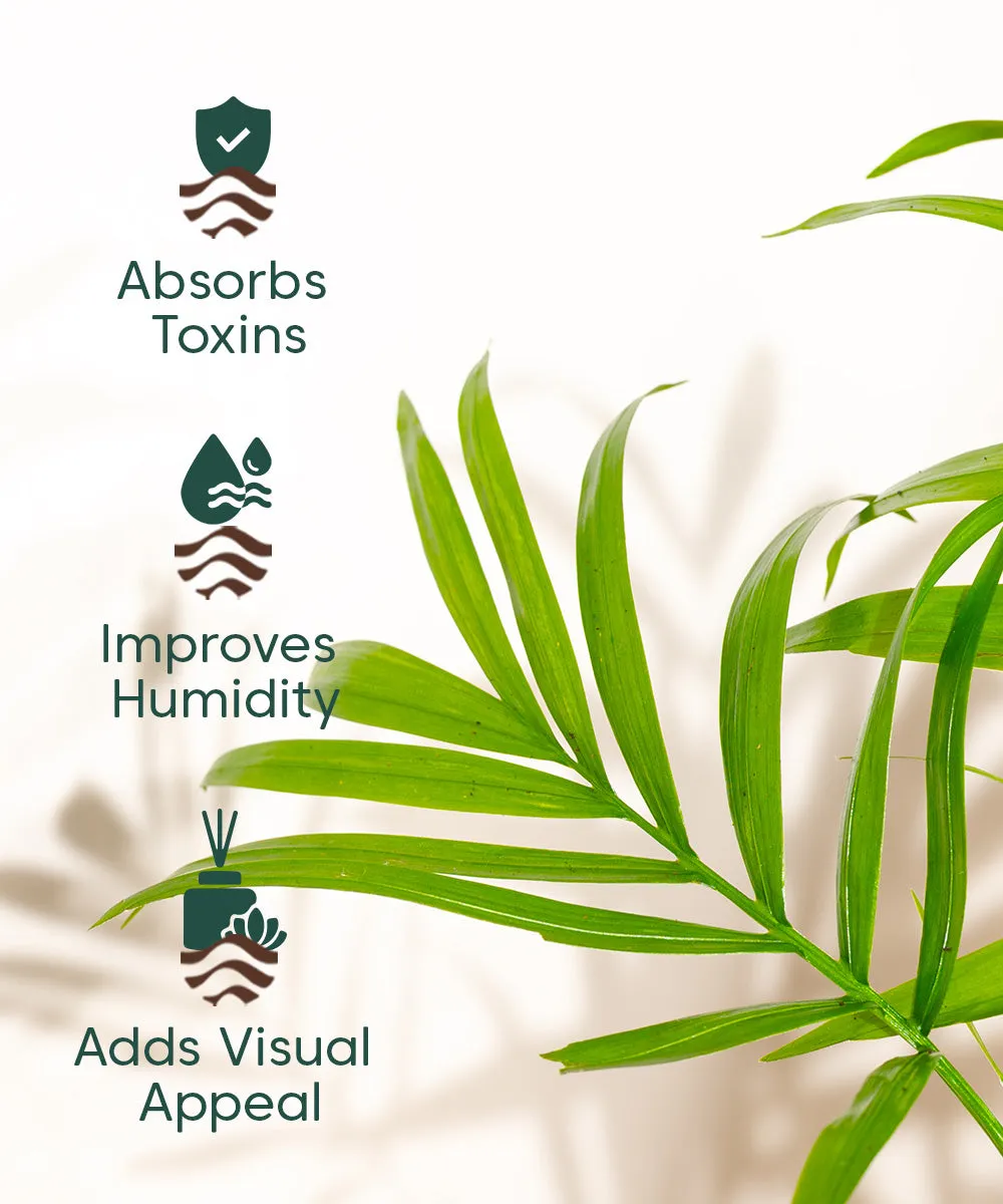 Chamaedorea Palm Plant With Nova Self Watering Pot