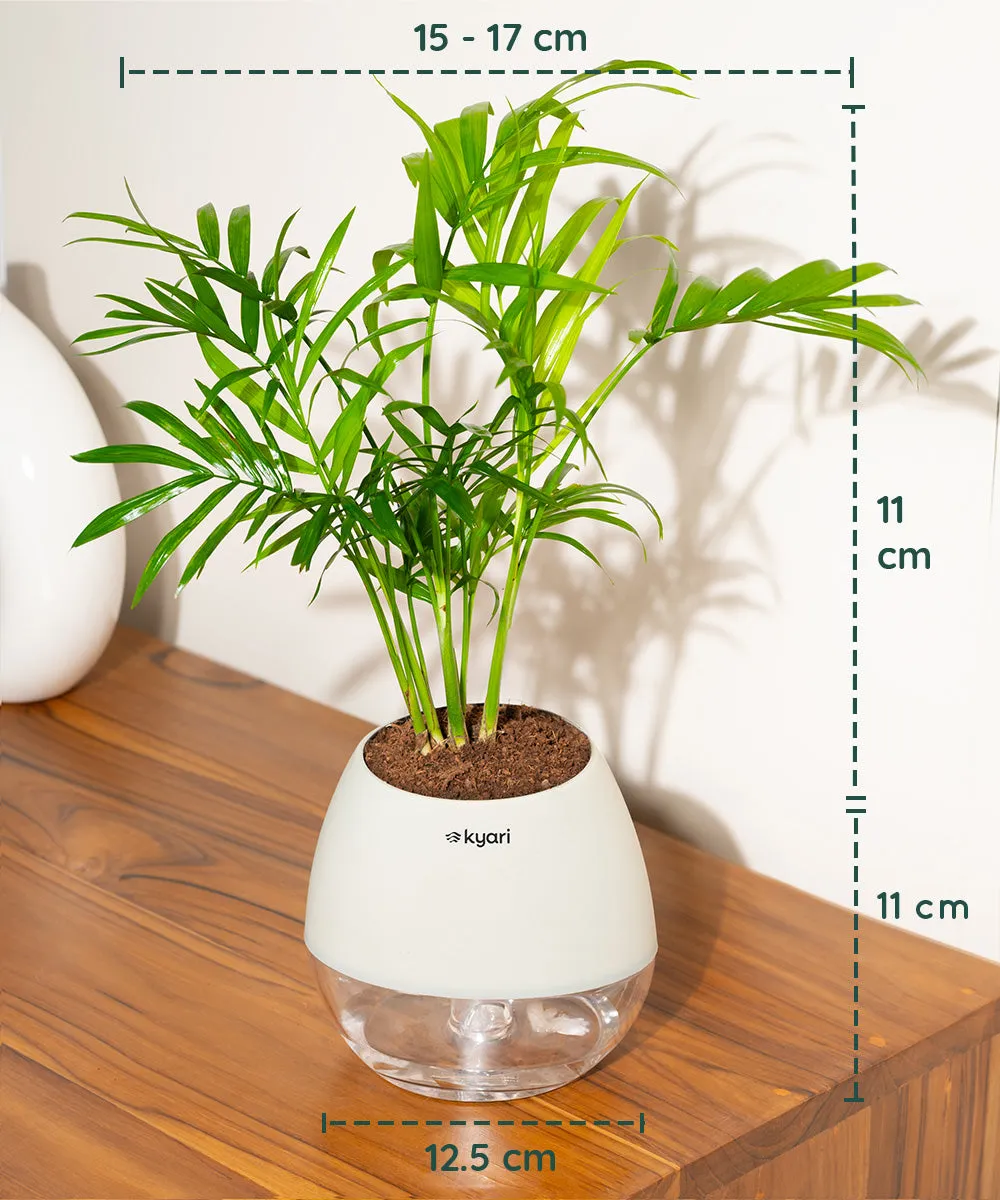 Chamaedorea Palm Plant With Nova Self Watering Pot