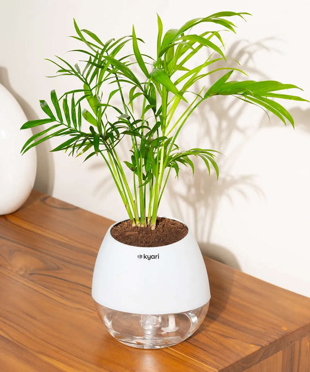 Chamaedorea Palm Plant With Nova Self Watering Pot