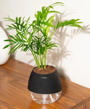 Chamaedorea Palm Plant With Nova Self Watering Pot
