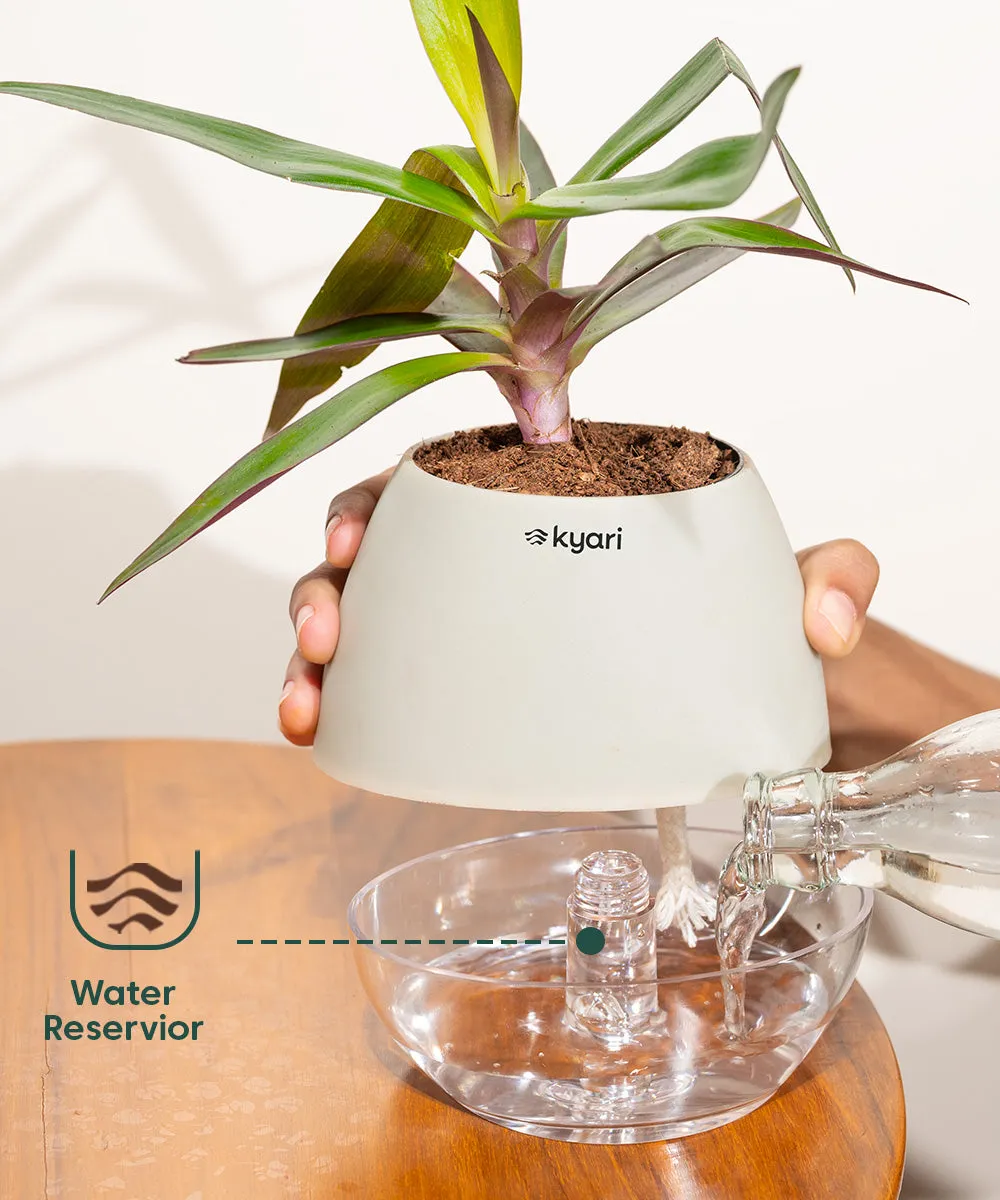 Chamaedorea Palm Plant With Nova Self Watering Pot