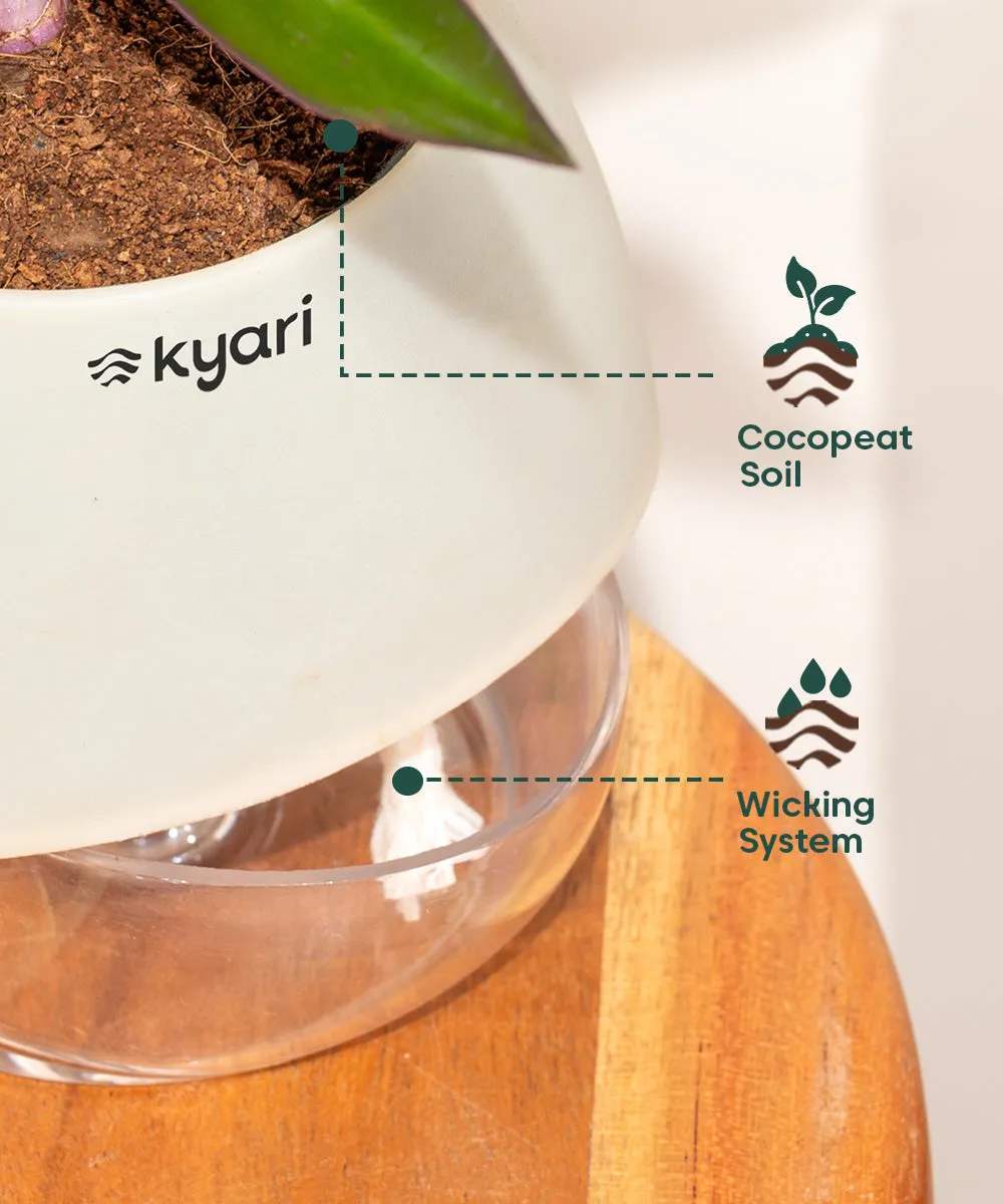 Chamaedorea Palm Plant With Nova Self Watering Pot