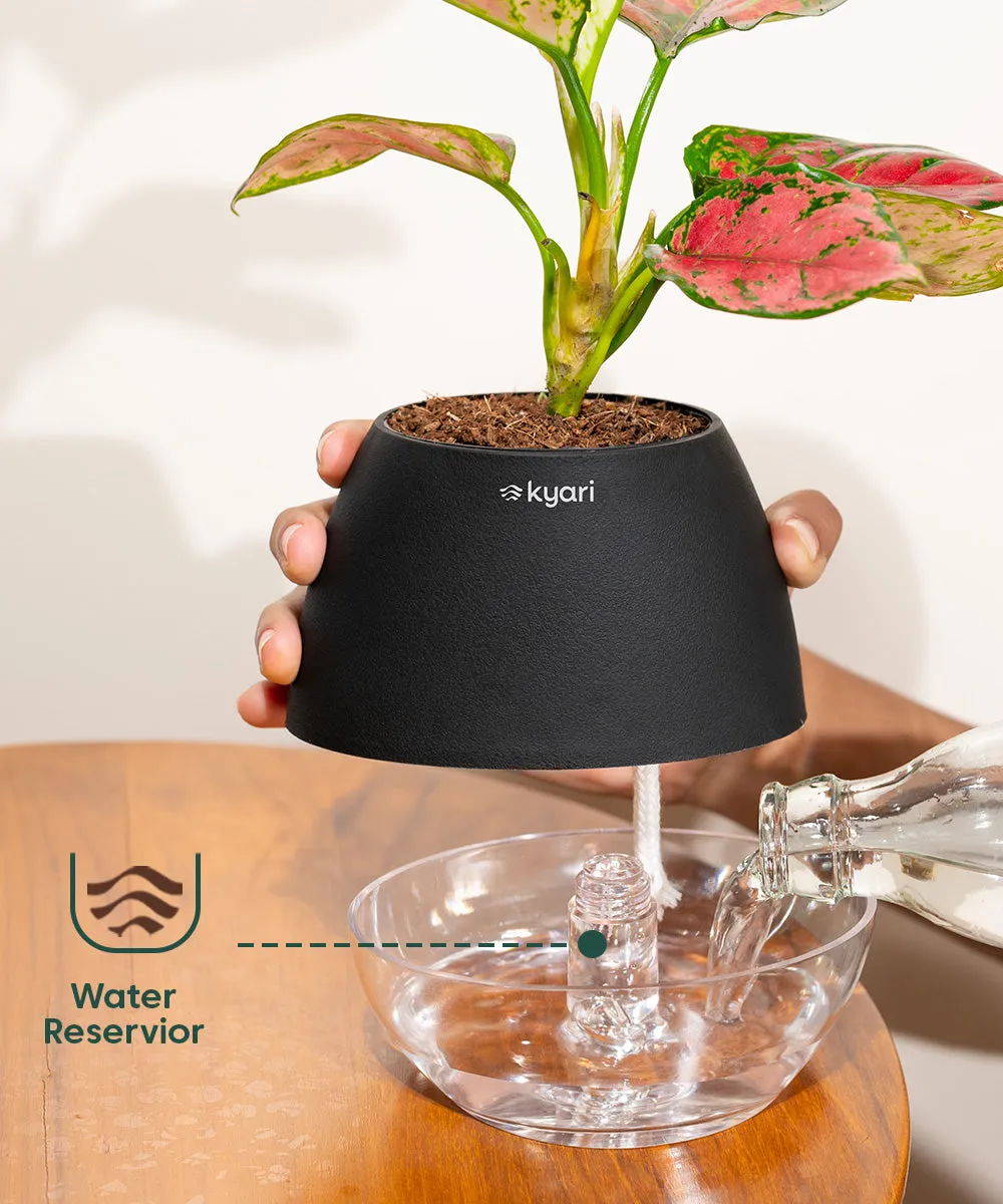 Chamaedorea Palm Plant With Nova Self Watering Pot