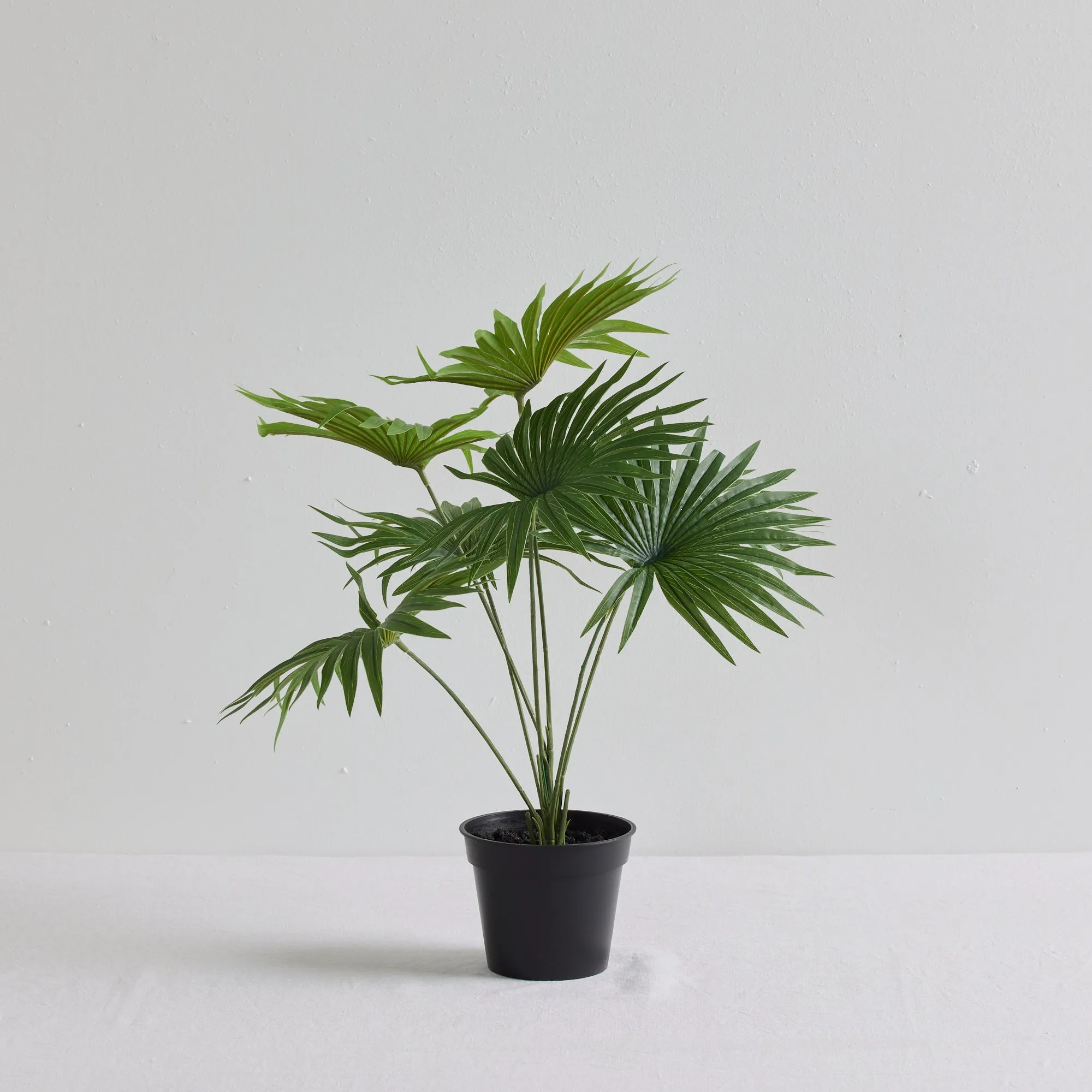 Fan Palm Plant