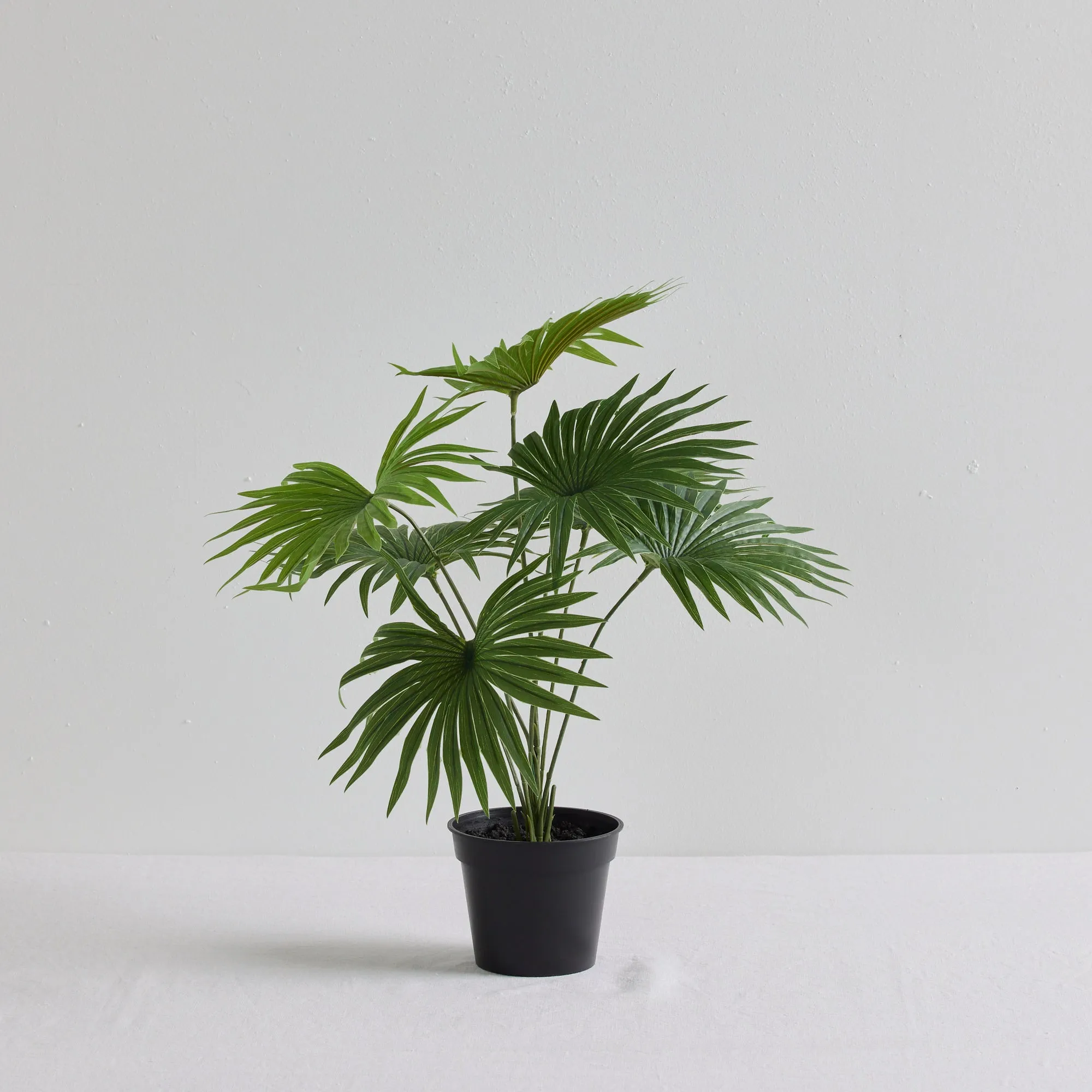Fan Palm Plant
