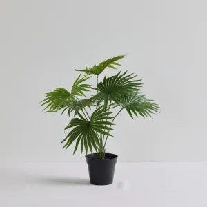 Fan Palm Plant