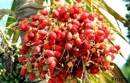 Phoenix pusilla | Ceylon Date Palm | 10 Seeds
