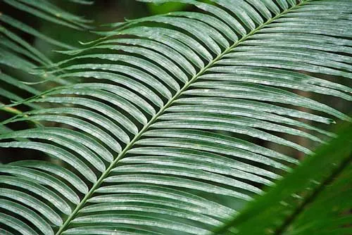 Phoenix pusilla | Ceylon Date Palm | 10 Seeds