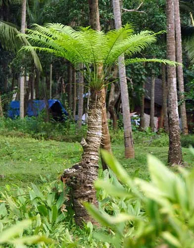 Phoenix pusilla | Ceylon Date Palm | 10 Seeds