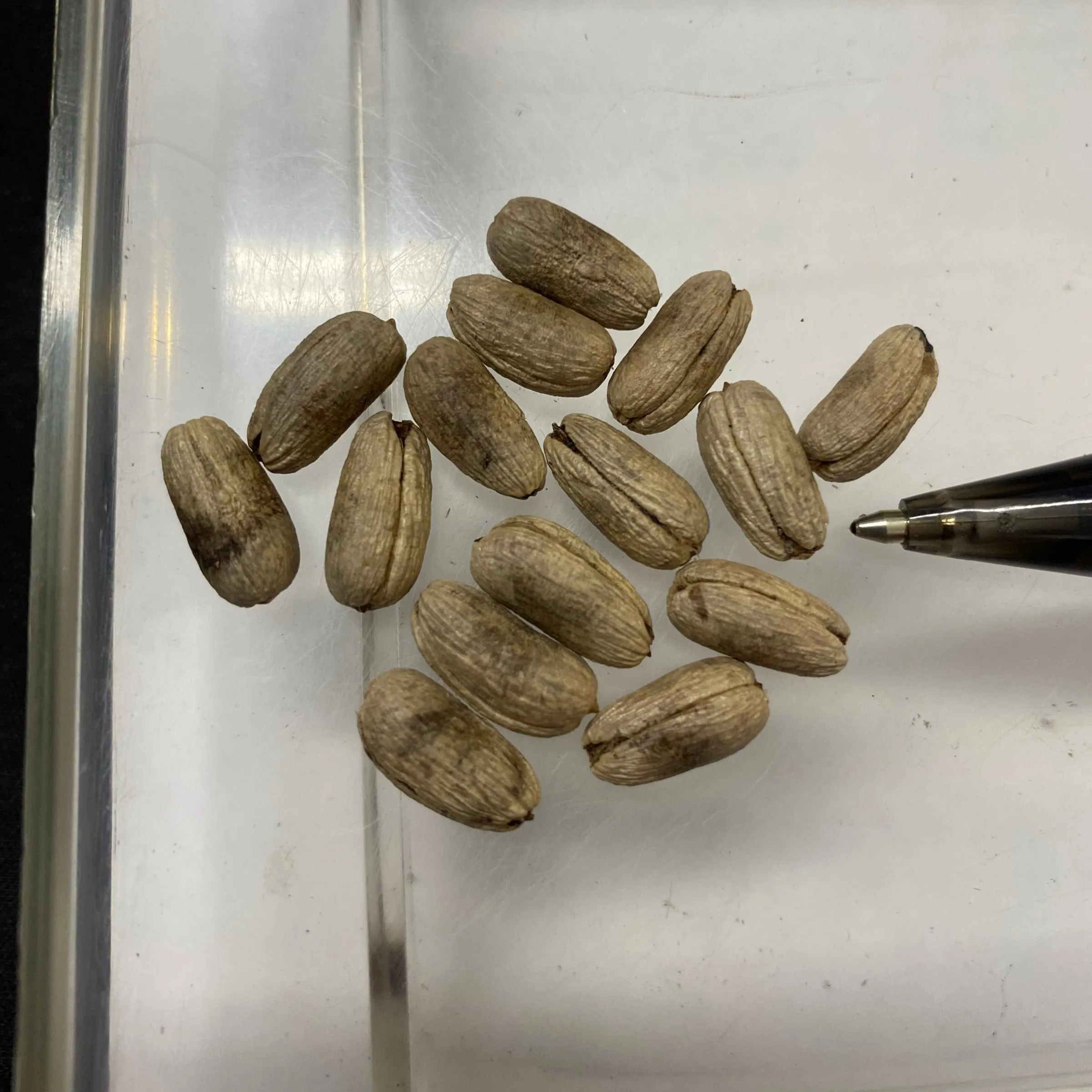 Phoenix rupicola | Cliff Date Palm | 10 Seeds