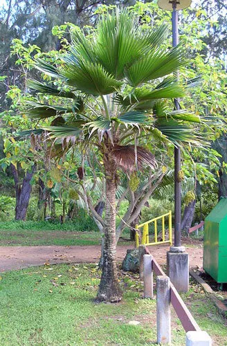 Pritchardia pacifica | Fiji Fan Palm | 10 Seeds