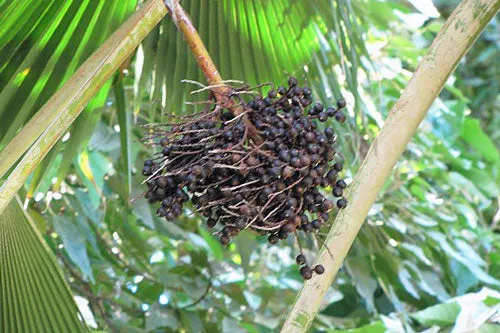 Pritchardia pacifica | Fiji Fan Palm | 10 Seeds
