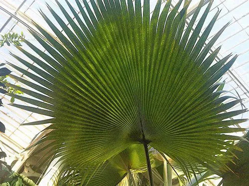 Pritchardia pacifica | Fiji Fan Palm | 10 Seeds
