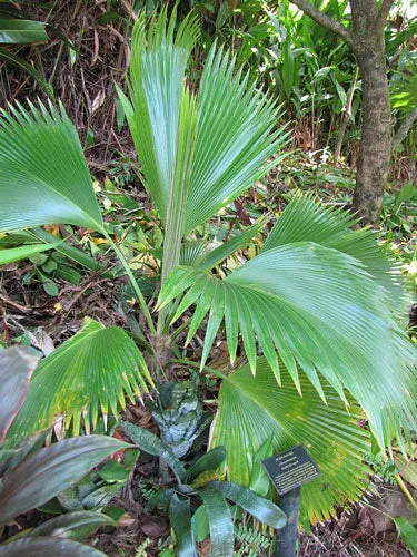 Pritchardia pacifica | Fiji Fan Palm | 10 Seeds