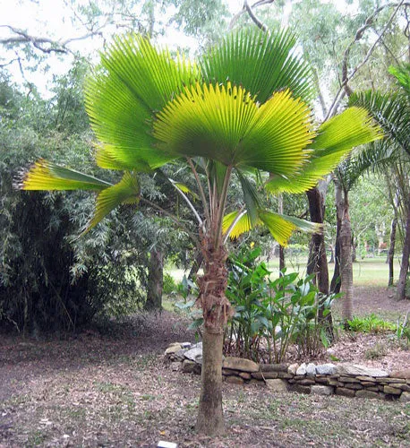 Pritchardia pacifica | Fiji Fan Palm | 10 Seeds