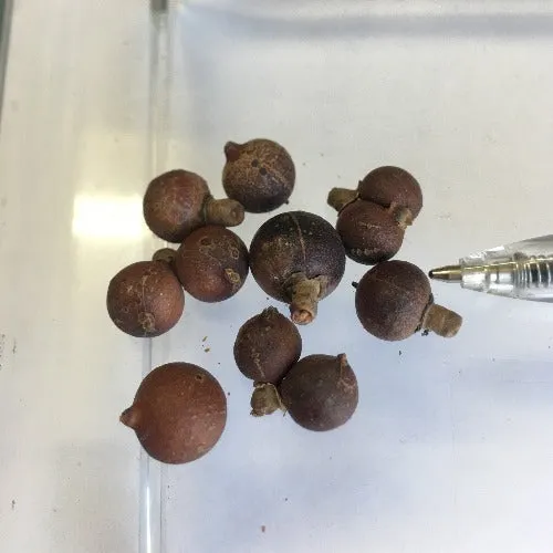 Pritchardia pacifica | Fiji Fan Palm | 10 Seeds