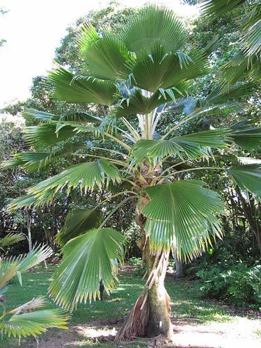 Pritchardia pacifica | Fiji Fan Palm | 10 Seeds