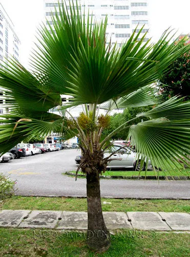 Pritchardia pacifica | Fiji Fan Palm | 10 Seeds